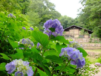 都筑中央公園（ばじょうじ谷戸）
