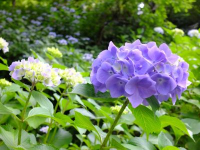 都筑中央公園（ばじょうじ谷戸）
