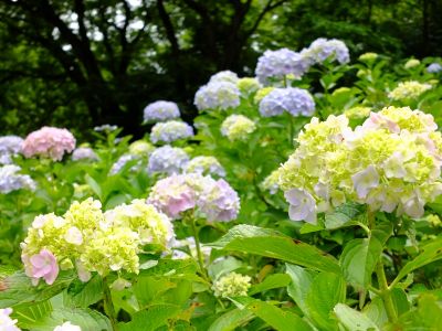 都筑中央公園（ばじょうじ谷戸）
