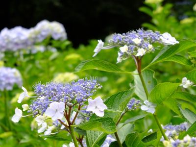 都筑中央公園（ばじょうじ谷戸）
