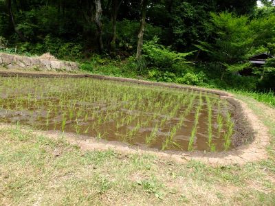 都筑中央公園（ばじょうじ谷戸）
