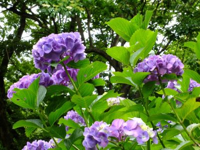 都筑中央公園（ばじょうじ谷戸）
