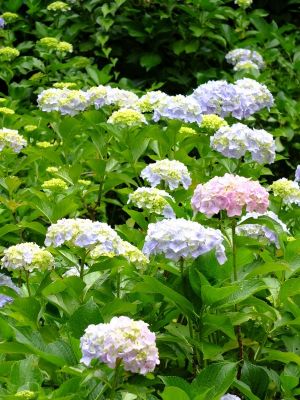 都筑中央公園（ばじょうじ谷戸）
