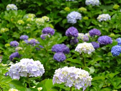 都筑中央公園（ばじょうじ谷戸）
