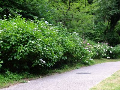 都筑中央公園（ばじょうじ谷戸）
