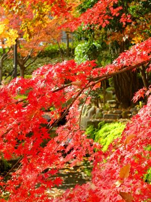 杉山神社（茅ヶ崎）
