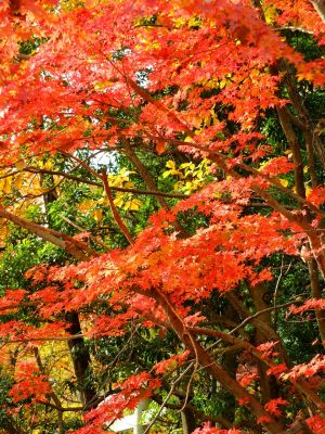 杉山神社（茅ヶ崎）
