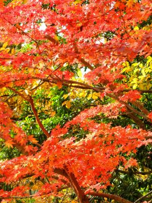 杉山神社（茅ヶ崎）
