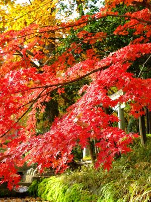 杉山神社（茅ヶ崎）
