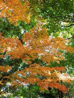 ささぶねの道（渋沢橋付近）
