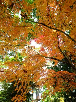 ささぶねの道（渋沢橋付近）
