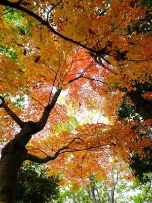 ささぶねの道（渋沢橋付近）
