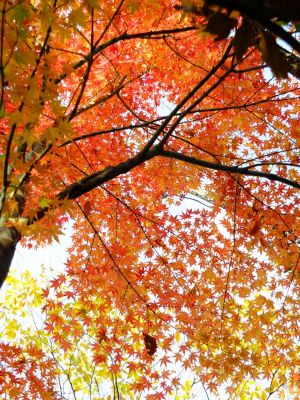 ささぶねの道（渋沢橋付近）
