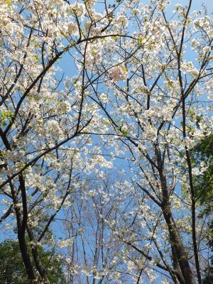 けやきが丘（大島ざくら）

