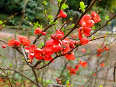 心行寺（木瓜の花）
