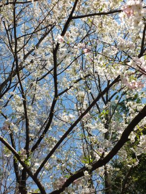 けやきが丘（大島ざくら）
