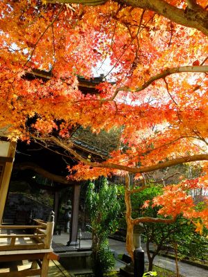 浄土宗　渋沢山心行寺
