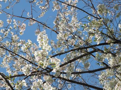 けやきが丘（大島ざくら）
