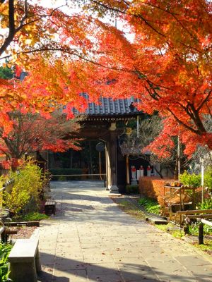 浄土宗　渋沢山心行寺
