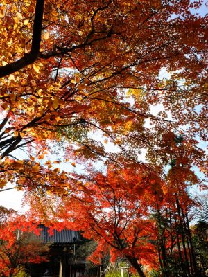 浄土宗　渋沢山心行寺
