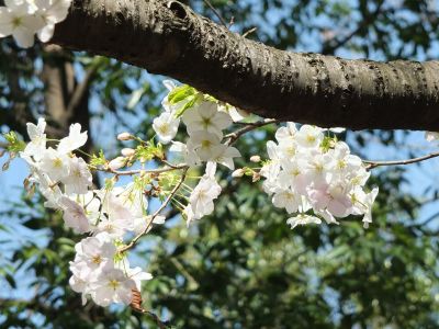 けやきが丘（大島ざくら）
