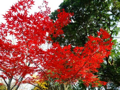 ささぶねの道（つづきの丘小学校裏）
