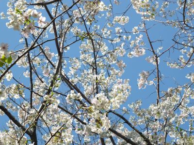 けやきが丘（大島ざくら）
