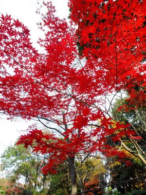 ささぶねの道（つづきの丘小学校裏）
