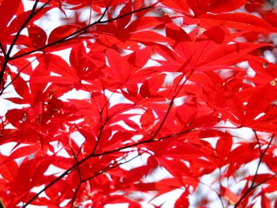 ささぶねの道（つづきの丘小学校裏）
