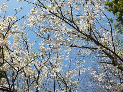 けやきが丘（大島ざくら）
