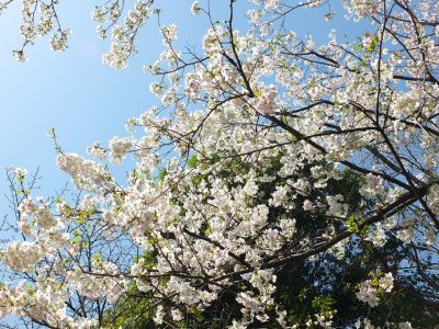 けやきが丘（大島ざくら）
