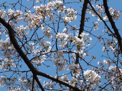 鴨池公園（染井吉野）
