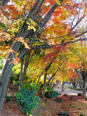 ゆうばえの道（鴨池公園ログハウス付近）
