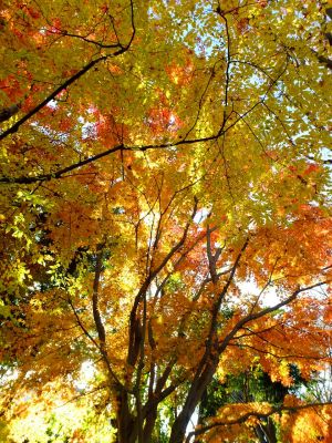 ゆうばえの道（鴨池公園ログハウス付近）
