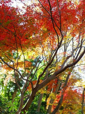 ゆうばえの道（鴨池公園ログハウス付近）
