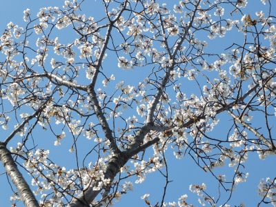 ささぶねの道（山ざくら）
