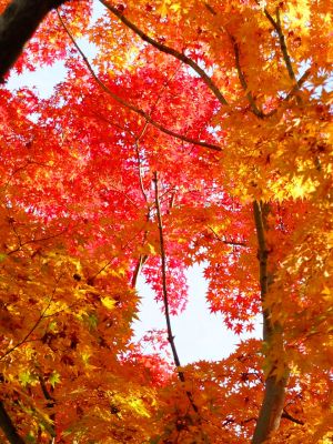ゆうばえの道（鴨池公園ログハウス付近）
