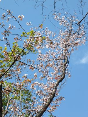 ささぶねの道（山ざくら）
