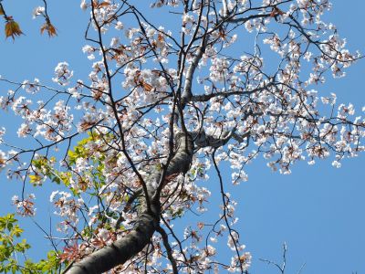 ささぶねの道（山ざくら）
