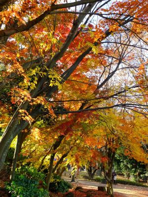 ゆうばえの道（鴨池公園ログハウス付近）
