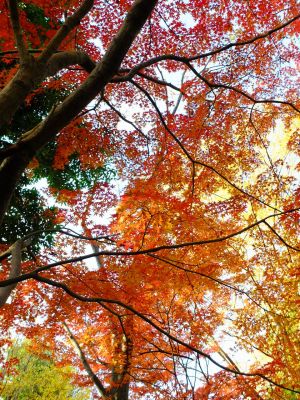 ゆうばえの道（鴨池公園ログハウス付近）
