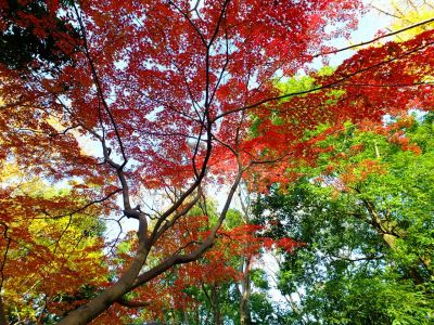 ささぶねの道（御影橋付近）
