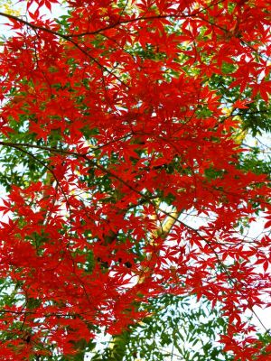 ささぶねの道（御影橋付近）
