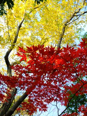 ささぶねの道（御影橋付近）
