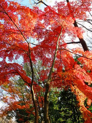 ささぶねの道（御影橋付近）
