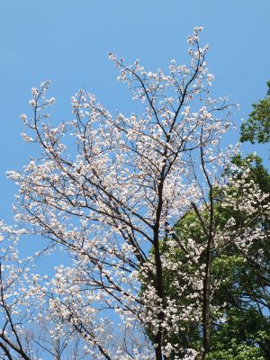都筑中央公園（山ざくら）
