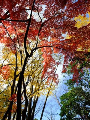 ささぶねの道（御影橋付近）
