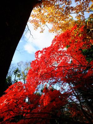 ささぶねの道（御影橋付近）
