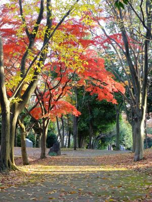ささぶねの道（御影橋付近）
