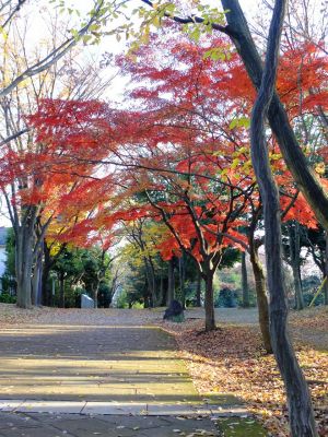ささぶねの道（御影橋付近）
